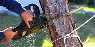 Tree and Shrub Care in Selinsgrove, PA
