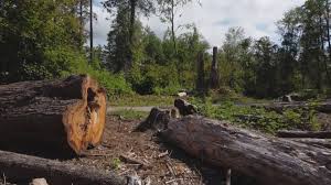 Best Firewood Processing and Delivery  in Selinsgrove, PA
