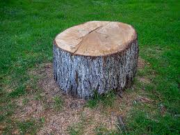 Best Commercial Tree Services  in Selinsgrove, PA