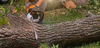 Best Sod Installation  in Selinsgrove, PA