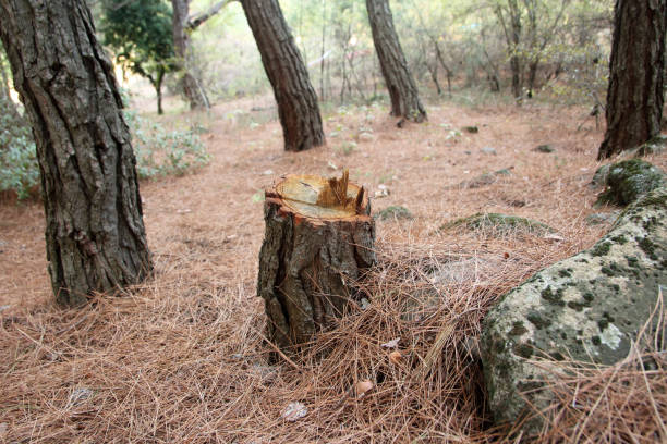 Best Tree Cabling and Bracing  in Selinsgrove, PA