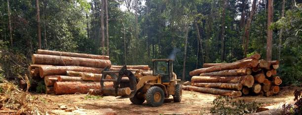 Best Arborist Consultation Services  in Selinsgrove, PA