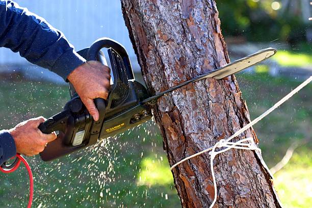 Best Lawn Watering Services  in Selinsgrove, PA