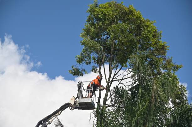 Best Aeration Services  in Selinsgrove, PA