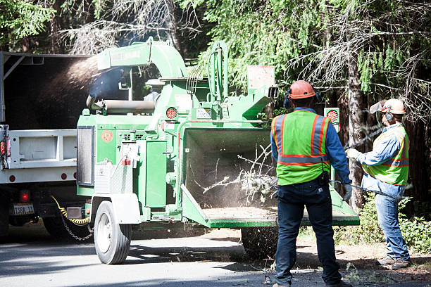 Best Tree Trimming and Pruning  in Selinsgrove, PA