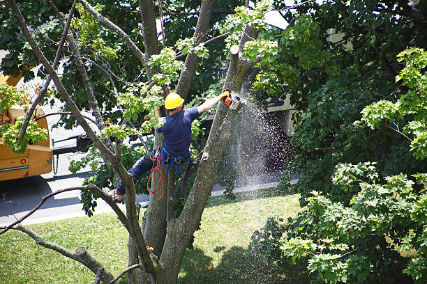 Best Lawn Maintenance Plans  in Selinsgrove, PA
