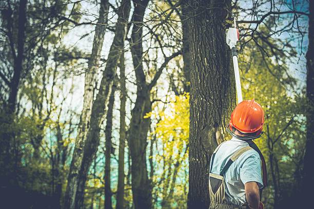 Best Tree Fertilization  in Selinsgrove, PA